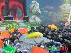 GloFish GloFish® Corydoras Single Color Set (3ct) Review
