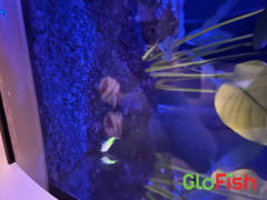 GloFish GloFish® Corydoras Catfish Single Color Set (3ct) Review