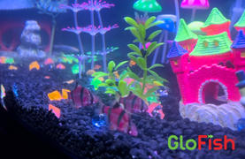 GloFish GloFish® Corydoras Single Color Set (3ct) Review