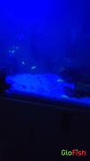 GloFish GloFish® Electric Green® Corydoras Catfish 6pk (corydoras aeneus) Review