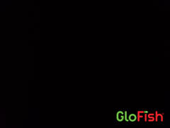 GloFish GloFish® Long-Fin Skirt Tetra Mixed Set (3ct) Review