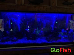 GloFish GloFish® Skirt Tetra Mixed Set (3ct) Review