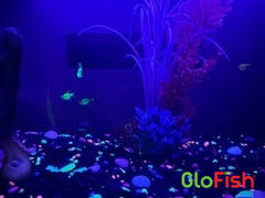 GloFish GloFish® Pristella Tetra Mixed Set (3ct) Review
