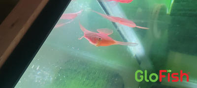 GloFish GloFish® Starfire Red® Angelfish (1 ct) Review