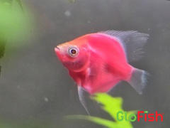 GloFish GloFish® Starfire Red® Angelfish (1 ct) Review