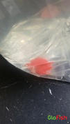 GloFish GloFish® Starfire Red® Angelfish (1 ct) Review