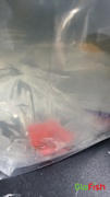 GloFish GloFish® Starfire Red® Angelfish (1 ct) Review
