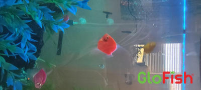 GloFish GloFish® Starfire Red® Angelfish (1 ct) Review