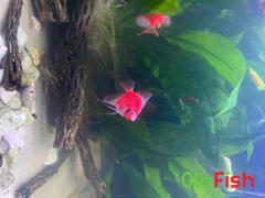GloFish GloFish® Starfire Red® Angelfish (1 ct) Review