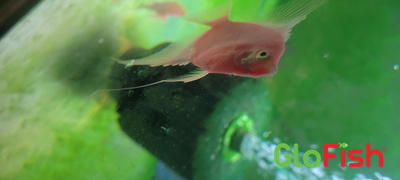 GloFish GloFish® Starfire Red® Angelfish (1 ct) Review