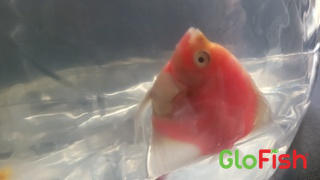 GloFish GloFish® Starfire Red® Angelfish (1 ct) Review