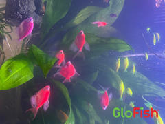 GloFish GloFish® Starfire Red® Angelfish (1 ct) Review