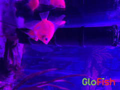 GloFish GloFish® Starfire Red® Angelfish (1 ct) Review
