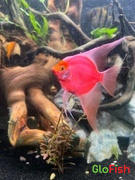 GloFish GloFish® Starfire Red® Angelfish (1 ct) Review