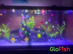 GloFish GloFish® Starfire Red® Angelfish (1 ct) Review