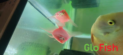 GloFish GloFish® Starfire Red® Angelfish (1 ct) Review