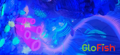 GloFish GloFish® Pristella Tetra and Angelfish Set (7 ct) Review