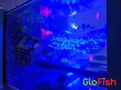 GloFish GloFish® Pristella Tetra and Angelfish Set (7 ct) Review
