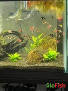 GloFish GloFish® Starfire Red® Tiger Barb Collection 6ct (puntius tetrazona) Review