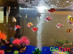GloFish GloFish® Starfire Red® Tiger Barb Collection 6ct (puntius tetrazona) Review