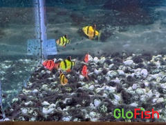 GloFish GloFish® Tiger Barb Deluxe Collection 8ct (puntius tetrazona) Review