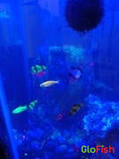GloFish GloFish® Tiger Barb Deluxe Collection 8ct (puntius tetrazona) Review