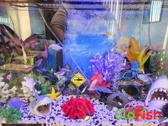 GloFish GloFish® Valentine Set (8ct) Review
