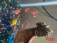 GloFish GloFish® Valentine Set (8ct) Review