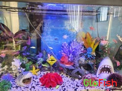 GloFish GloFish® Valentine Set (8ct) Review