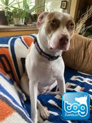 Togpetwear Montreal CANADIENS NHL Dog Collar Review