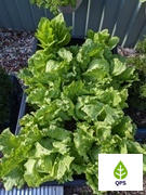 Quality Plants & Seedlings Iceberg Lettuce Seedlings Review