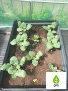 Quality Plants & Seedlings Broccoli Seedlings Review