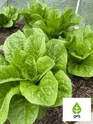 Quality Plants & Seedlings Cos Lettuce Seedlings Review
