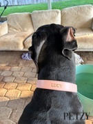 Petzy - Premium Personalised Pet Accessories Luxe Light Pink - Premium Personalised Pet Collar (Gold) Review
