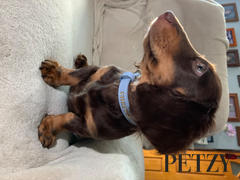 Petzy - Premium Personalised Pet Accessories Luxe Light Blue - Premium Personalised Pet Collar (Gold) Review