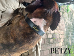 Petzy - Premium Personalised Pet Accessories Luxe Black - Premium Personalised Pet Collar (Gold) Review