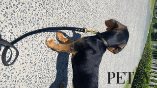 Petzy - Premium Personalised Pet Accessories Luxe Black - Premium Personalised Pet Collar (Gold) Review