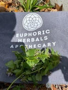 Euphoric Herbals Recycled Cotton Tote Bag Review