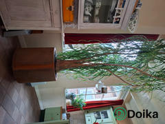 Doika Geroba Ronda ekim makinesi corten çelik 60x60cm 26kg Review