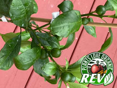 Organic Rev Organic REV Liquid Plant Food 8oz Bottle Review