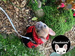 Frenchiestore sudadera con capucha Bulldog francés | Ropa Frenchie | Forest Sunrise Review