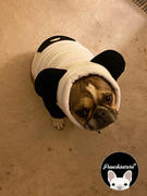 Frenchiestore Frenchiestore Organic Dog Frenchie Ear Hoodie | Pandabär Bewertung