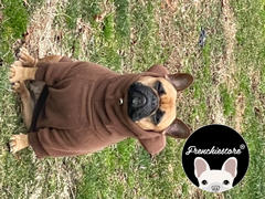 Frenchiestore Frenchiestore Толстовка с капюшоном для собак Frenchie Ear из органического материала | Обзор плюшевого мишки