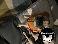 Frenchiestore Frenchiestore Органические грелки для ушей для собак Frenchie | Олененок Френчи Обзор