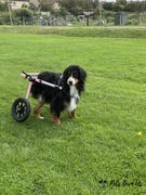 Pets Own Us Large Dog Wheelchair, Rear -Walkin’ Wheels Review