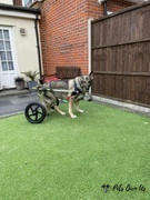 Pets Own Us Large Dog Wheelchair, Rear -Walkin’ Wheels Review