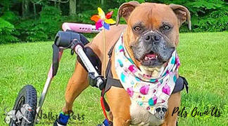 Pets Own Us Large Dog Wheelchair, Rear -Walkin’ Wheels Review