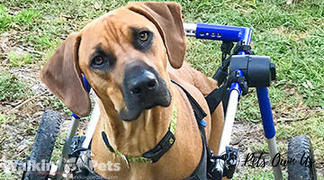 Pets Own Us Large Dog Wheelchair, Rear -Walkin’ Wheels Review