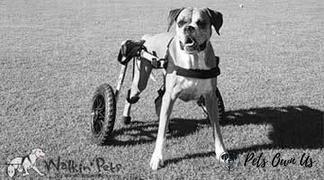 Pets Own Us Large Dog Wheelchair, Rear -Walkin’ Wheels Review