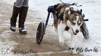 Pets Own Us Large Dog Wheelchair, Rear -Walkin’ Wheels Review